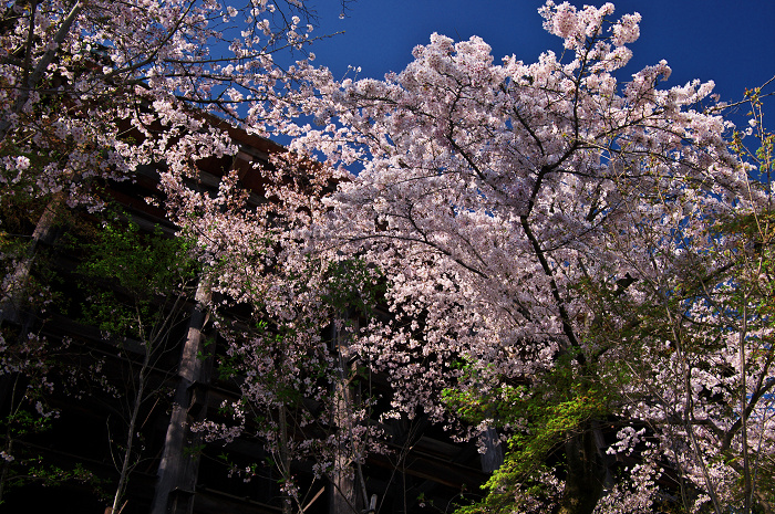 京都の桜(ねねの道~清水寺)_f0155048_23553581.jpg