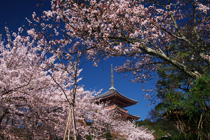 京都の桜(ねねの道~清水寺)_f0155048_23554389.jpg