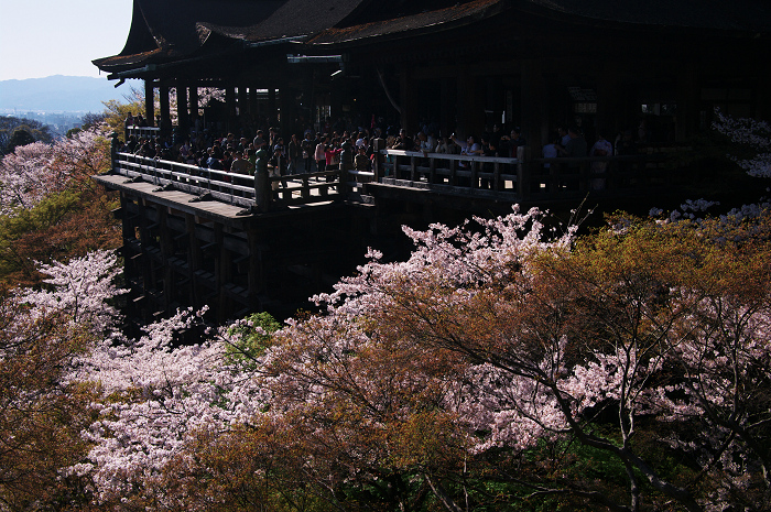 京都の桜(ねねの道~清水寺)_f0155048_2355514.jpg