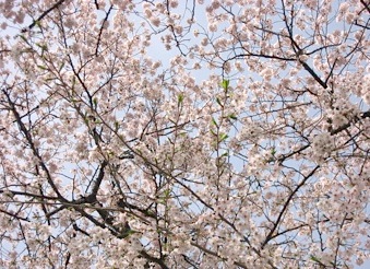 2010年　東京　桜便り。_b0025850_2214238.jpg