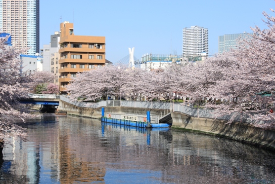 桜舞う_e0028650_23143357.jpg