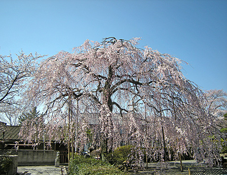 4月9日　桜の追っかけ その1_a0001354_2229455.jpg