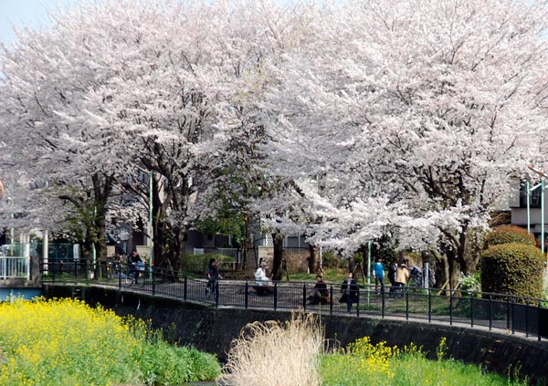 黒目川の桜・満開!_a0130054_13232462.jpg