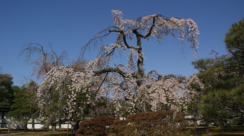 都路の桜便り２０１０ （京都御所 春季一般参観 ） (2010年04月09日)_c0119555_22334117.jpg