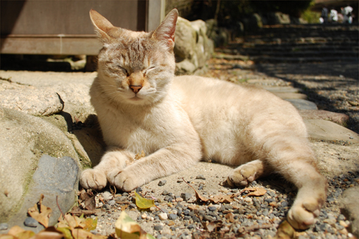 京都2010.03-04(15)桜咲く春の公園で_c0181457_31620.jpg