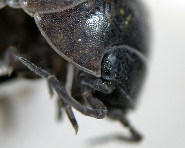 e0035757_1105176.jpg