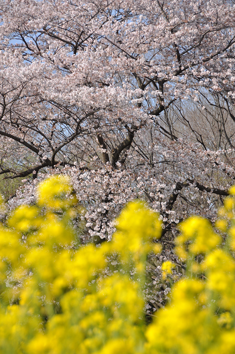 代々木公園の桜_b0030558_7501474.jpg