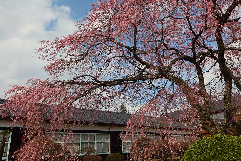 2010　桜　6-3_c0101558_23504717.jpg