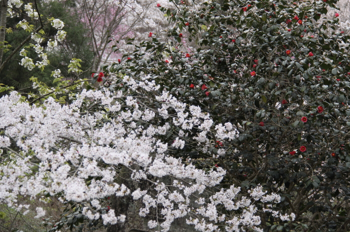 c0202860_854166.jpg