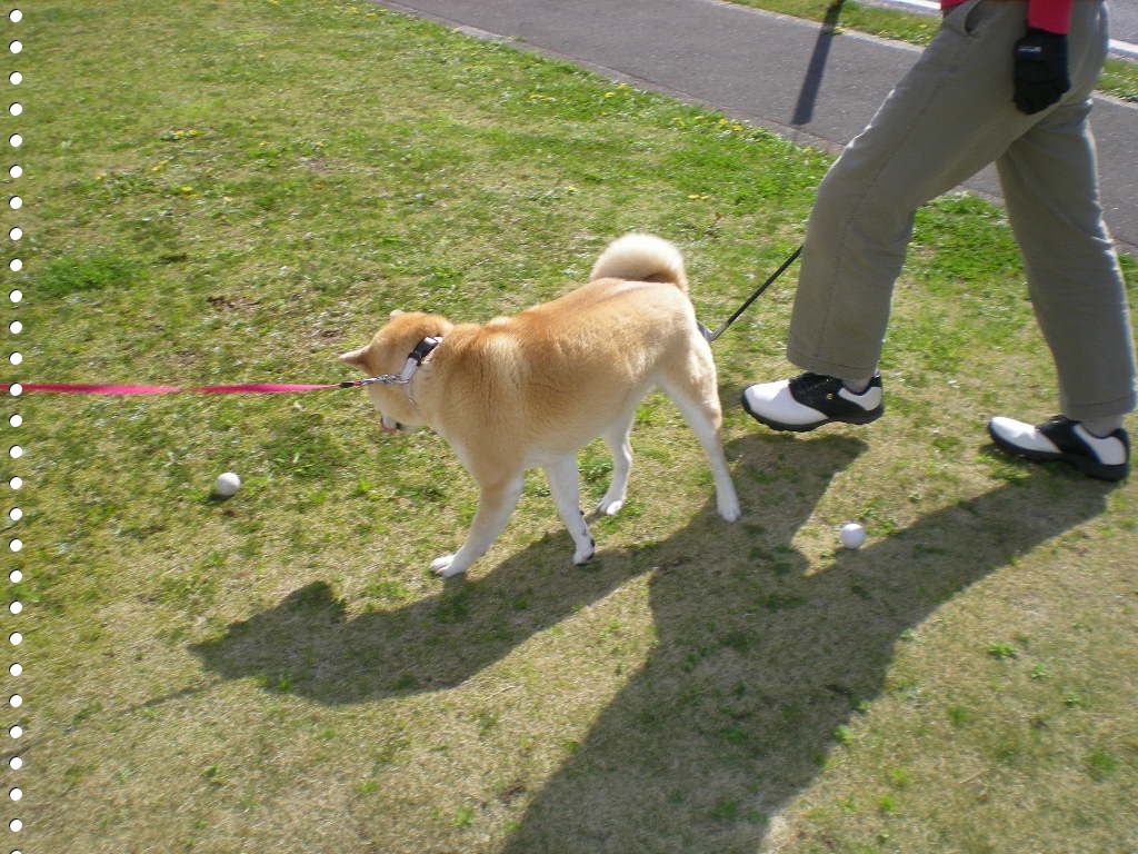2010年4月9日(金)葉桜と愛ちゃん!_f0060461_9114887.jpg