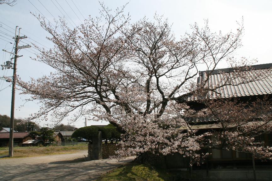 三木の桜_a0129562_1453794.jpg