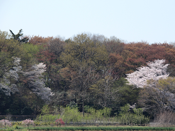 4月8日の桜、、そしてお稽古（*^_^*）_a0073065_9265782.jpg