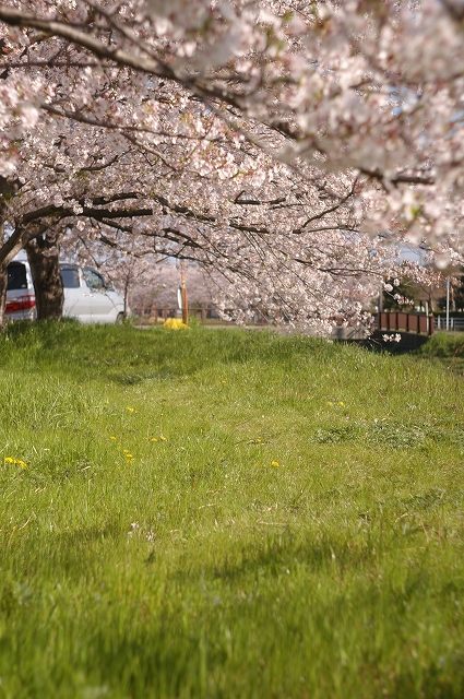 卯月・桜花爛漫。_f0132566_13525293.jpg