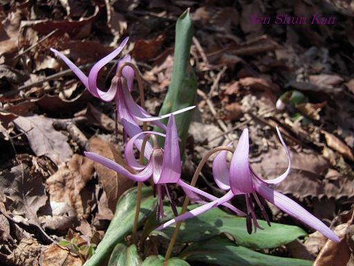 小塩山のカタクリの花_a0164068_2375025.jpg