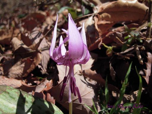 小塩山のカタクリの花_a0164068_2385572.jpg