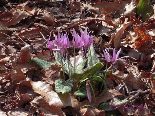 小塩山のカタクリの花_a0164068_238838.jpg