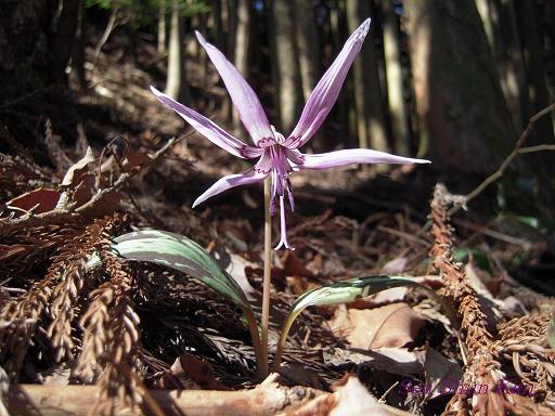 小塩山のカタクリの花_a0164068_2393891.jpg