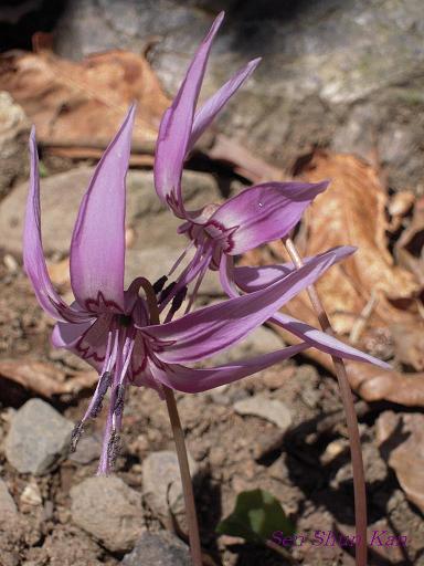 小塩山のカタクリの花_a0164068_23958100.jpg