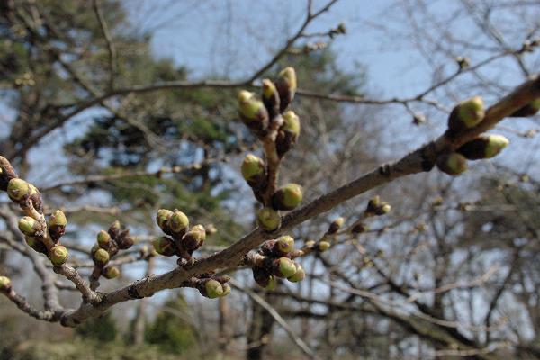 弘前公園のさくら開花予想_d0131668_115493.jpg