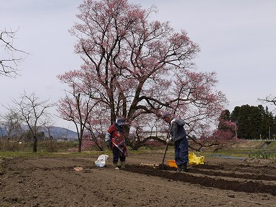 　４月　９日（金）　向野桜・・・３分咲き_e0021668_1963466.jpg