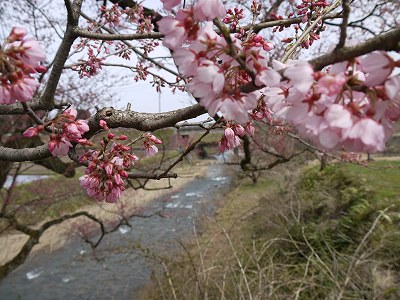 　４月　９日（金）　向野桜・・・３分咲き_e0021668_1964868.jpg