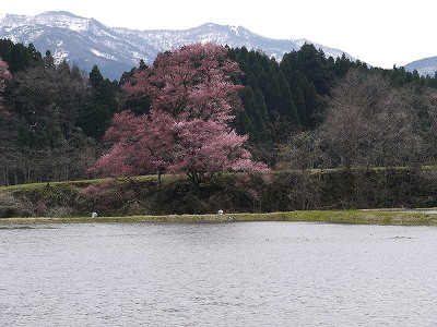 　４月　９日（金）　向野桜・・・３分咲き_e0021668_197666.jpg