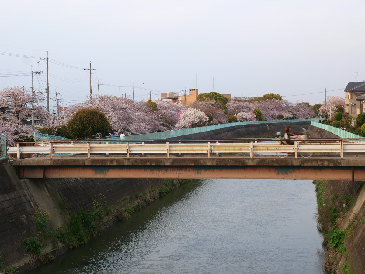 ご近所桜 3_f0021869_0125737.jpg