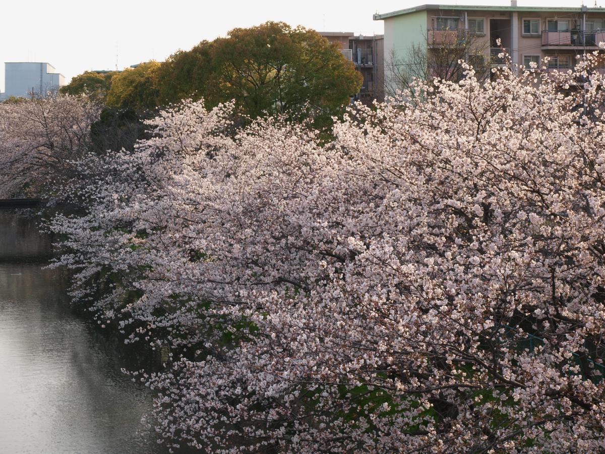 ご近所桜 3_f0021869_092053.jpg