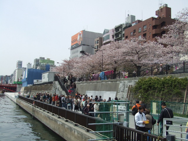 本当にこれが最後の観桜ｉｎ東京_f0144970_16573273.jpg