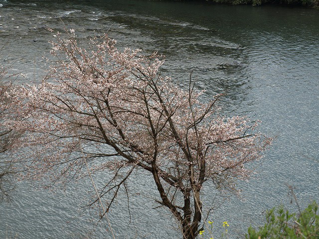 『桜のある風景　（桜と川と無人駅・・・・・）』_d0054276_19183015.jpg