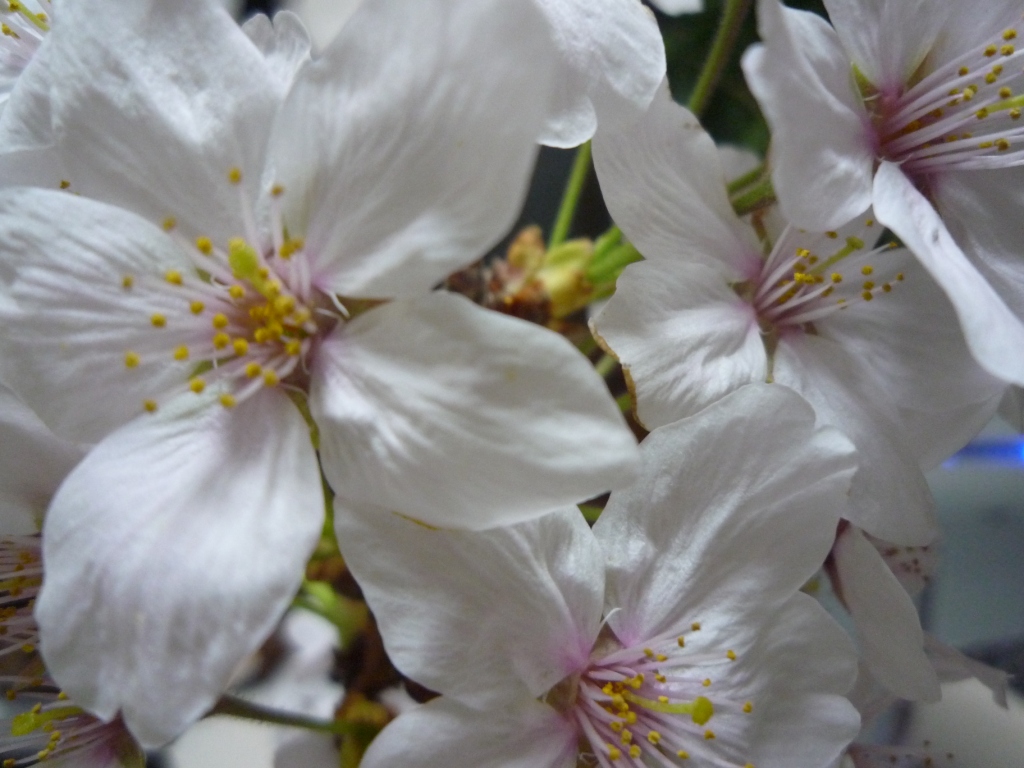 Ｂｕｎｇａ　ＳＡＫＵＲＡ　＊飛鳥山のお花見＊_f0211476_20242092.jpg