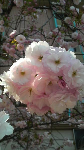 毎年楽しみな八重桜♪_c0116778_138119.jpg
