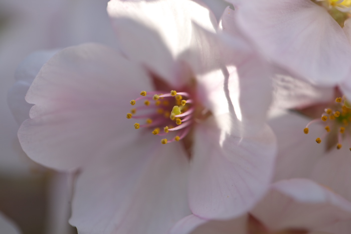 2010桜_其の壱　近所の公園編_c0130979_005453.jpg