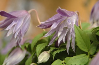 e0130779_17135112.jpg