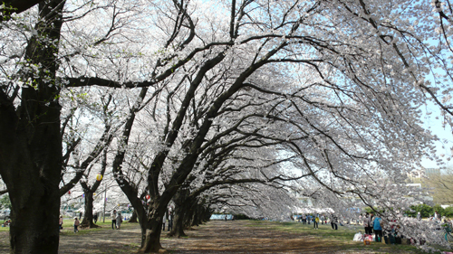 桜満開_02_e0155880_0231297.jpg