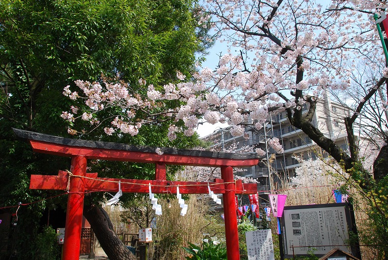 春の花々　デジカメ散策_c0187781_22565429.jpg