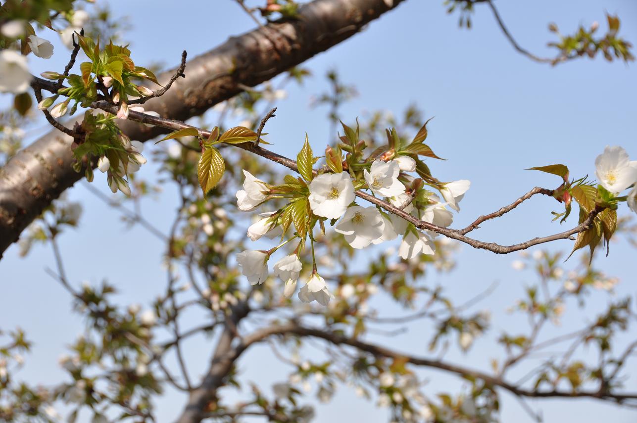 朝の公園で　。・。・。・。・_f0225982_19132971.jpg