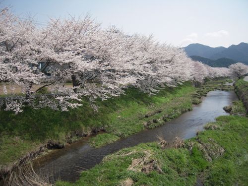 丹波の森公苑の桜（丹波市柏原町）_d0076283_1655296.jpg