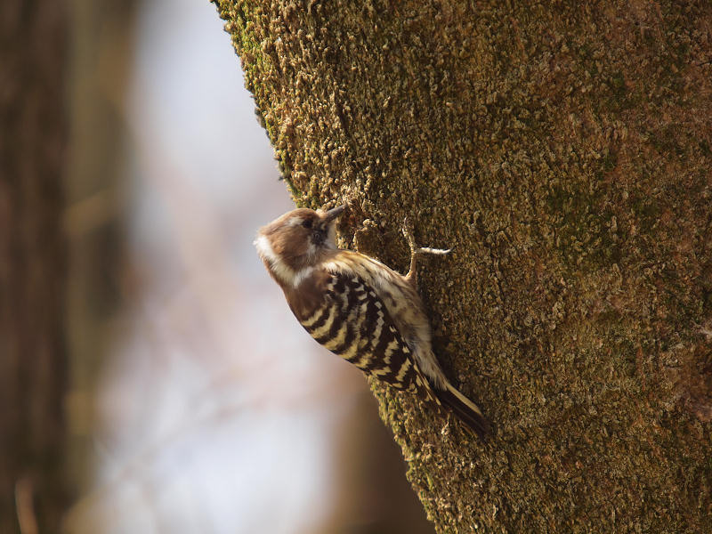 公園のコゲラ_f0055184_22183159.jpg