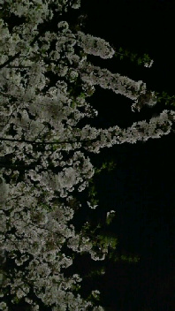 b0134285_2215654.jpg