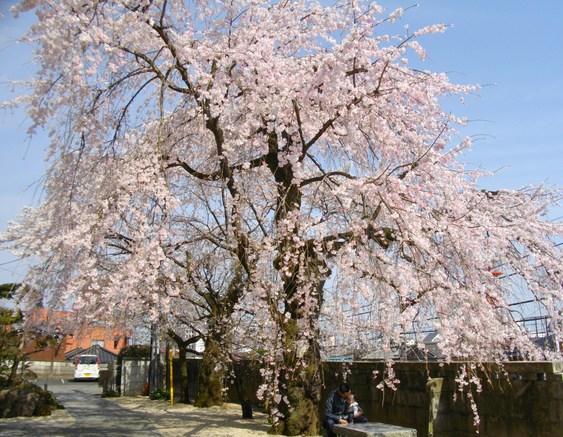 宗徳寺の枝垂れ桜_a0078986_14381698.jpg