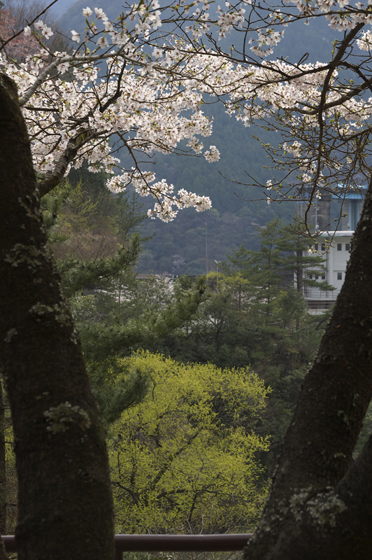 2010　桜　その4_a0142487_084984.jpg