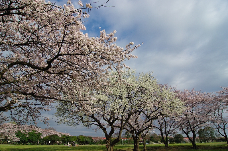 桜草公園のさくら_f0012488_714446.jpg