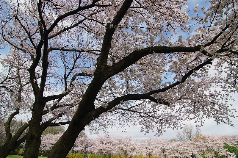 桜草公園のさくら_f0012488_7153265.jpg