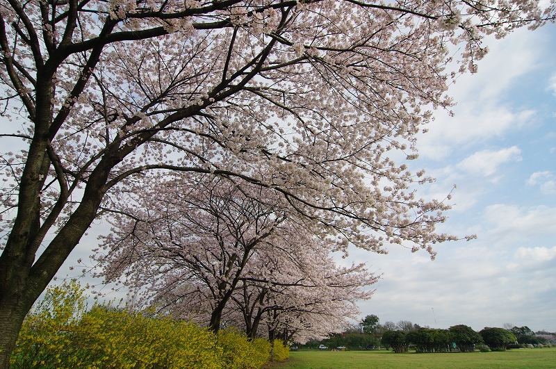 桜草公園のさくら_f0012488_7155230.jpg