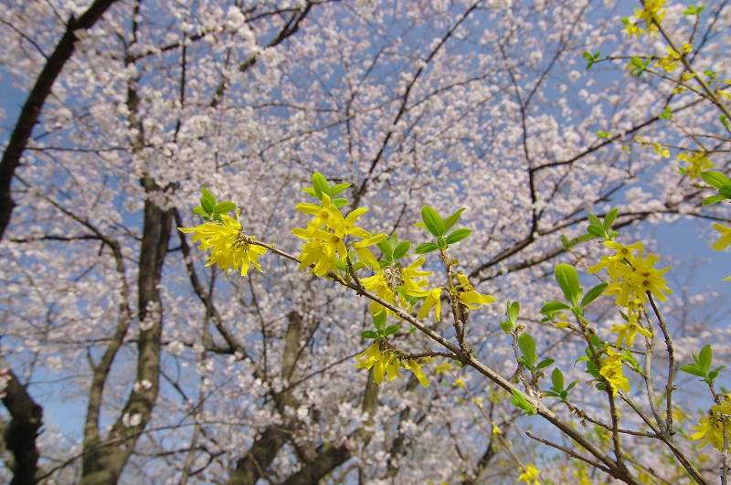 桜草公園のさくら_f0012488_7162456.jpg