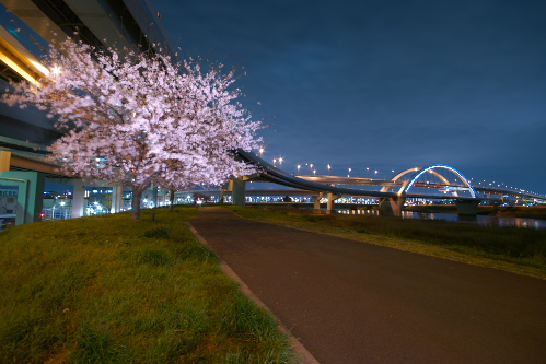 夜桜と江北JCT_c0082191_22505080.jpg