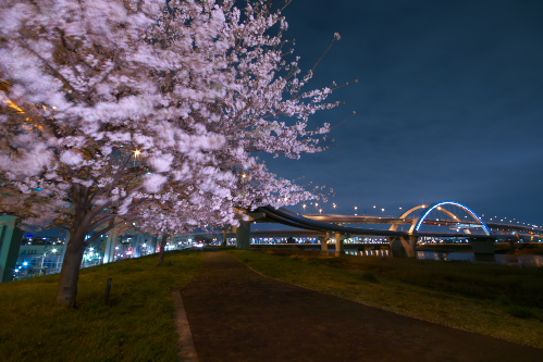 夜桜と江北JCT_c0082191_23575271.jpg