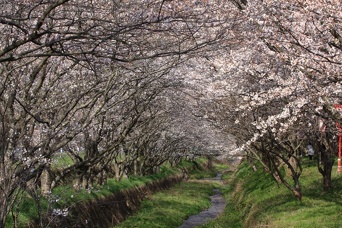 新川桜土手 四季の彩り