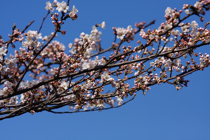 新川桜土手 四季の彩り 新川桜土手 四季の彩り
